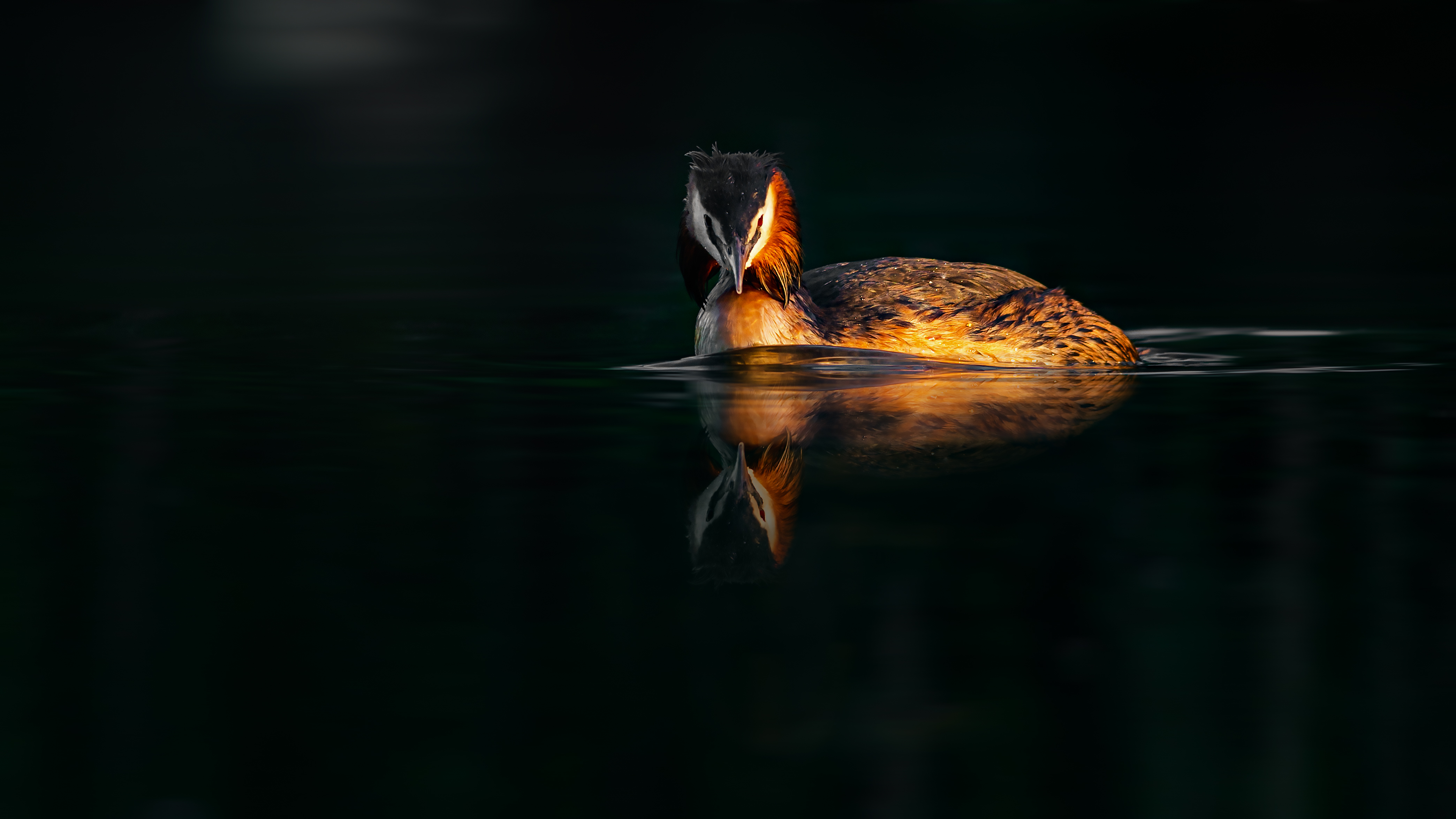 Grebe (12)